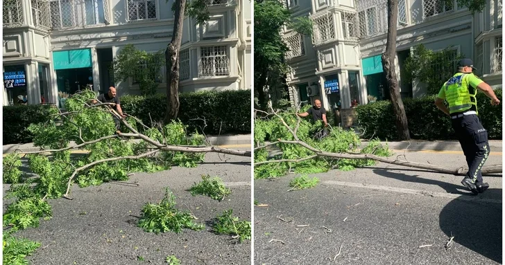 Сильный ли ветер в Баку: дерево не выдержало натиска стихии