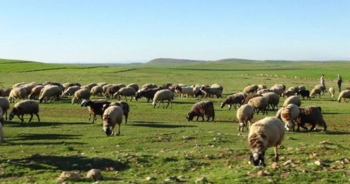 “Ən vacib məqamlardan biri örüş və əkin sahələrinin yaxşılaşdırılmasıdır” İqtisadçı