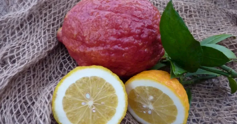 Dadı və rəngi ilə fərqlənən qırmızı limon haqqında maraqlı faktlar