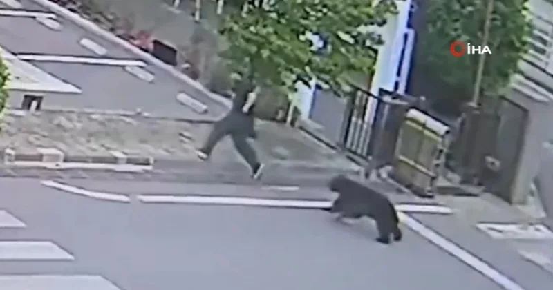 Ayı hücum etdi, 283 qurban, məktəblər bağlandı: Yaponiyada Video