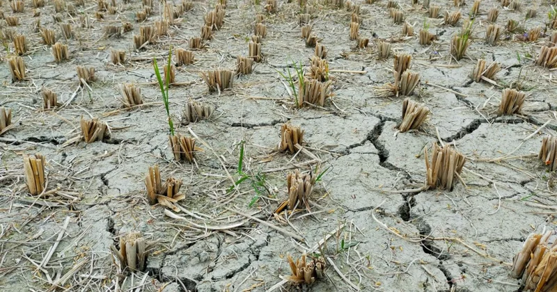 ÜMT: El Nino iqlim hadisəsi bu yay mövsümündə təkrarlana bilər