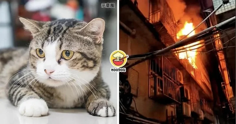 Pişik canı hesabına bir ailəni ölümdən qurtardı