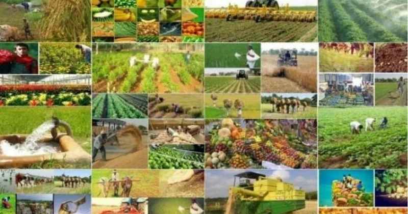 Sözügedən şəraitin təşəkkül tapması özü də rəqabətə bağlıdır Rəy