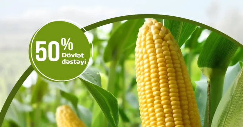 Qarğıdalı sahələrinin sığortası başlandı: Şərtlər və məbləğlər