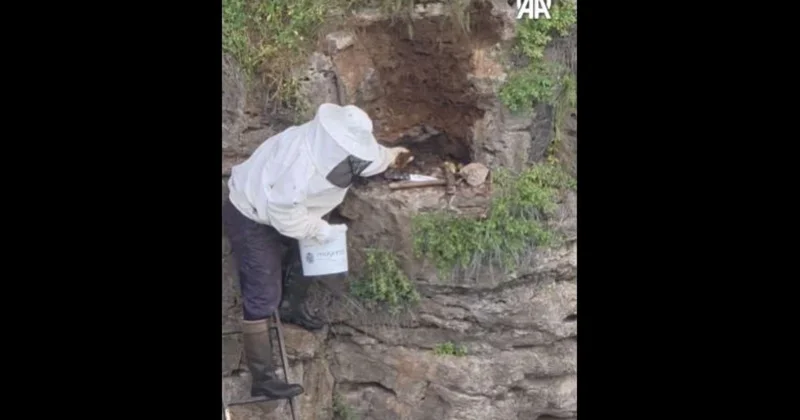Qoyun otaran çoban qayalıqda "xəzinə" tapdı VİDEO
