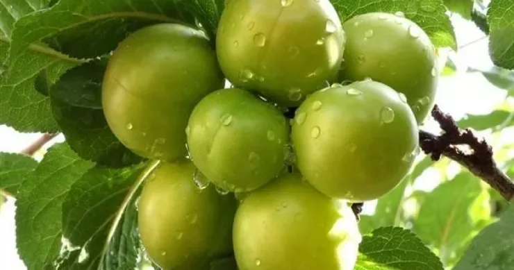 Məşhur Naxçıvan göycəsi necə becərilir? Bağban DANIŞDI