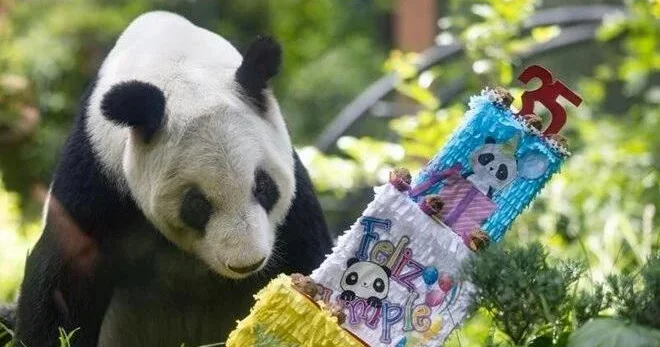 Nəhəng panda Xin Xin 35 yaşını qeyd etdi
