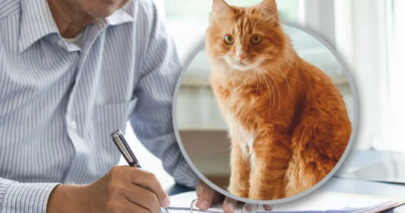 Çinli bütün sərvətini pişiyinə görə fəda edir
