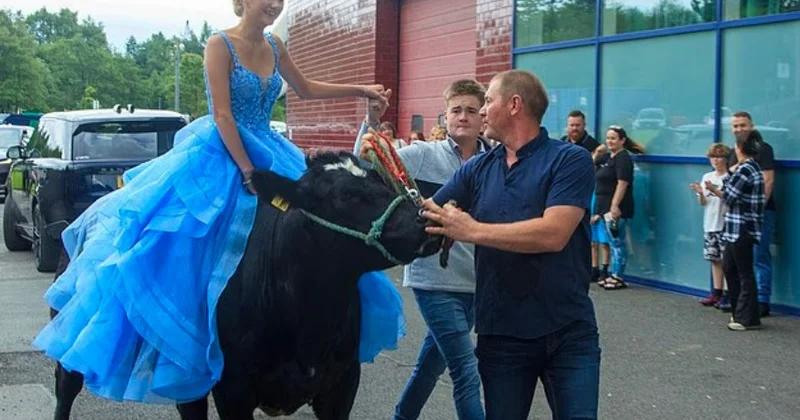 Британка отправилась на выпускной вечер на корове