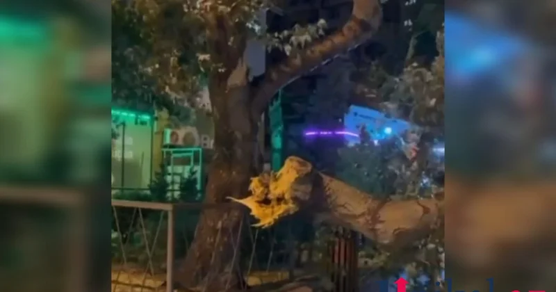 Bakıda güclü külək fəsadlar törətdi VİDEO