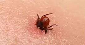55 yaşlı kişi gənə sancmasından öldü Həkimlər xəbərdarlıq edir