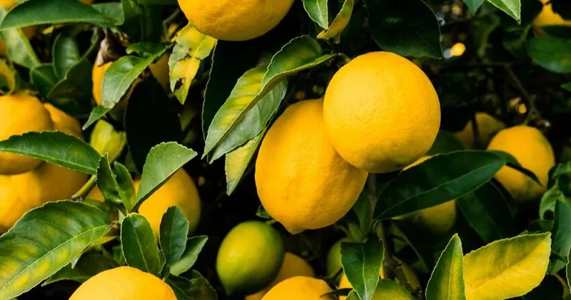Bir ədəd limon 2 manat oldu Fermerlər ağacları kəsməyə hazırlaşırlar