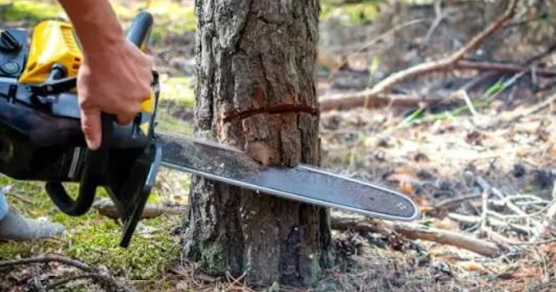 Bakı, Abşeron, Xaçmaz, Zaqatala, Zəngilan və Qəbələdə ağacların qanunsuz kəsilməsi faktları aşkarlanıb
