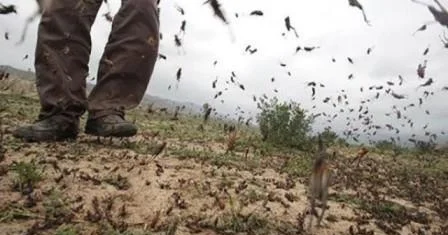 Misir çəyirtkələri Abşeron çimərliyini basdı Video