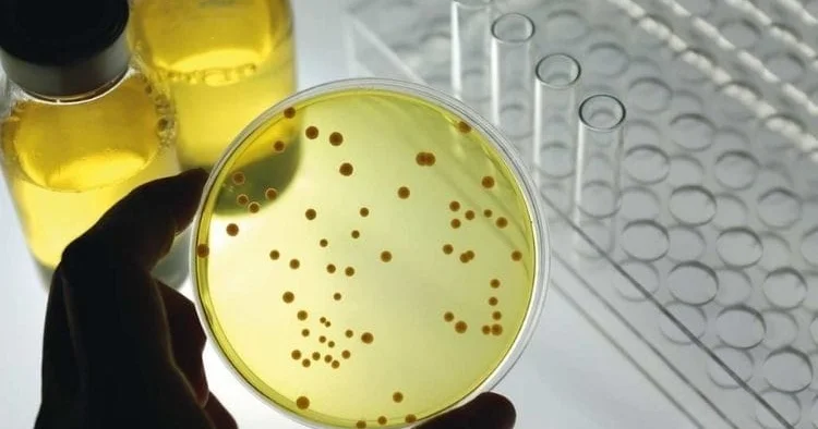 Alimlər laboratoriya şəraitində süni hüceyrə yaradıblar