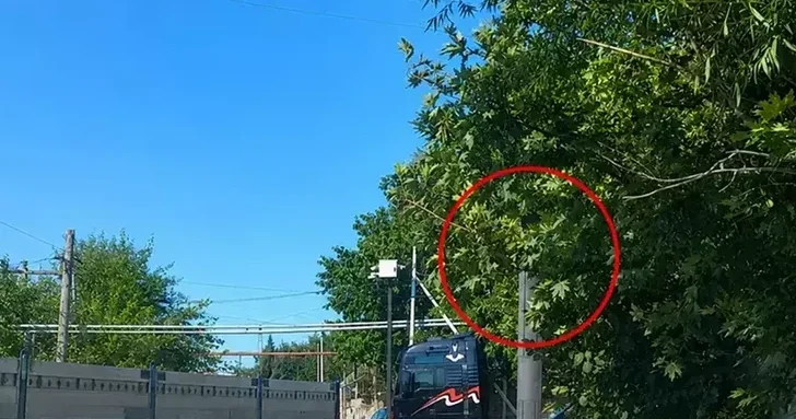 В Баку деревья мешают водителям видеть сигналы светофора