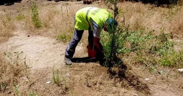 Nəsimidə kəsilən ağacların yerinə yeniləri əkilir