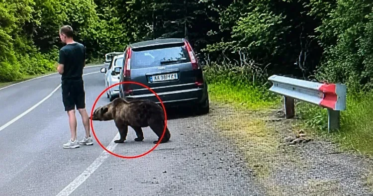 Yol kənarında dəhşətli anlar Ayı kişini dişlədi