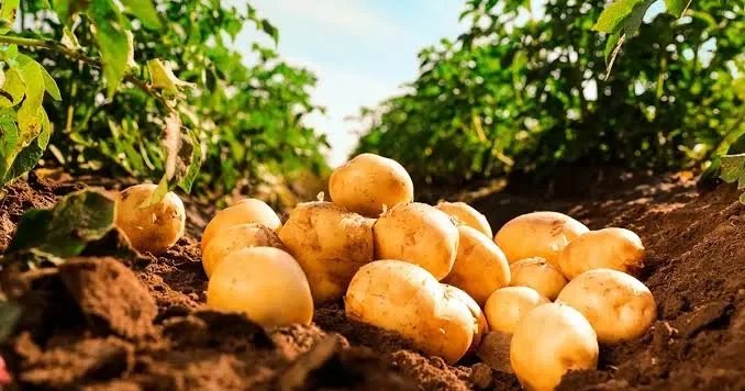 Kartofu hansı halda yemək olmaz? CAVAB