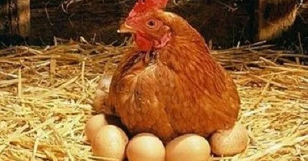 Əvvəl toyuq yaranıb, yoxsa yumurta?