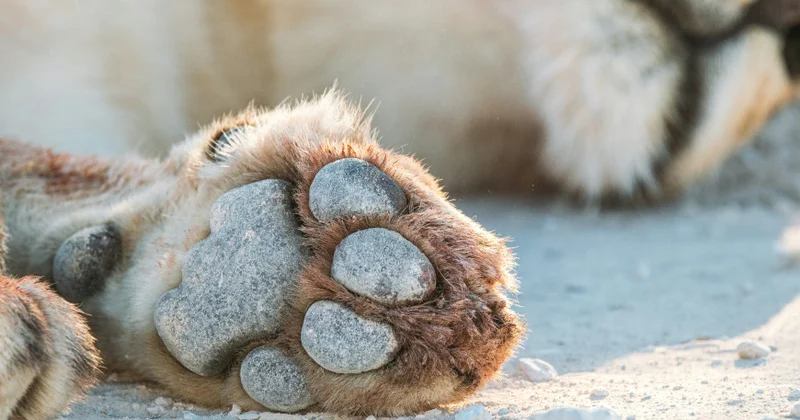 Tokio zooparkında üç şir istidən ölüb