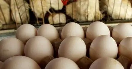 Rusiya bu ölkədən quşçuluq məhsullarının idxalını qadağan ETDİ