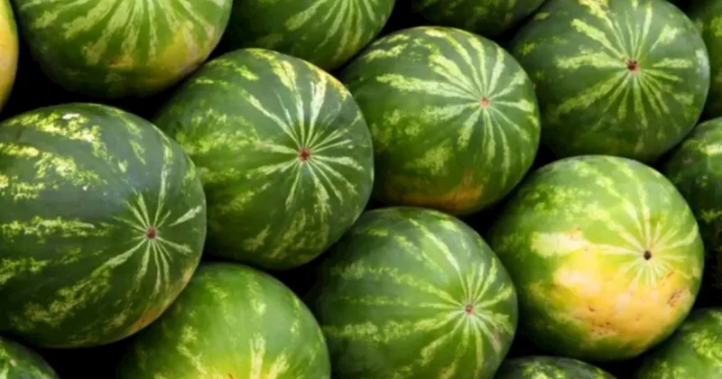 Qarpızın bu il baha satılmasının səbəbi bilindi Açıqlama