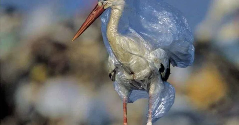 3 İyul Beynəlxalq Plastik Paketdən Azadolma Günü: Təmiz ətraf mühit naminə qlobal həmrəylik