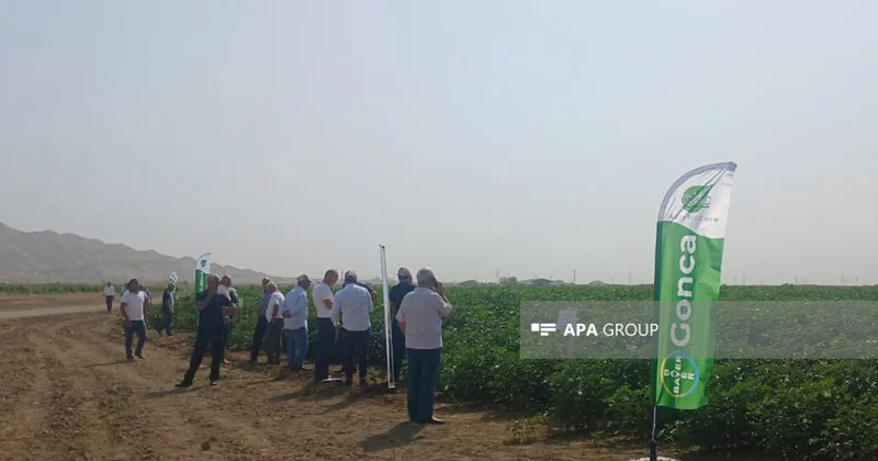 “Prime Cotton” Yevlaxda pambıqçılar üçün “Açıq tarla günü”nü keçirib FOTO