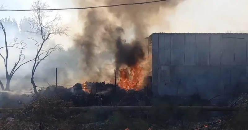 Sabirabadda ot tayası YANDI