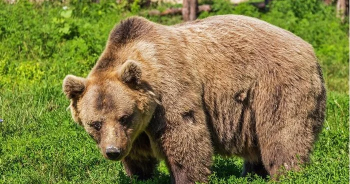 Bakı Zooloji Parkında ayıların DAVASI VİDEO