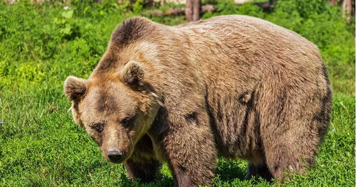 Bakı Zooloji parkında ayıların DAVASI VİDEO