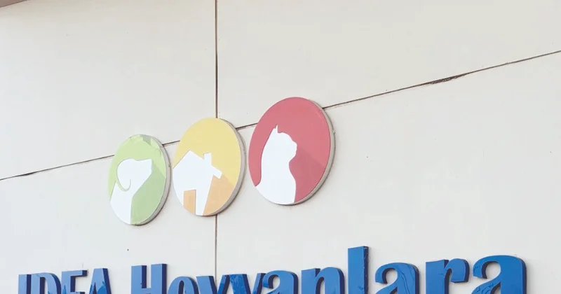 Sumqayıtda “dustaq” quşlar xilas edilib