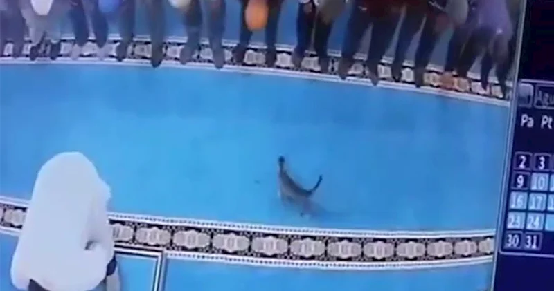 Namaz qılarkən pişiyə təpik atdı, tənqid olundu Video