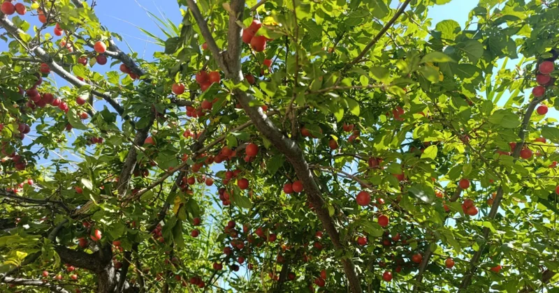 Naxçıvanda toxum tədarükünə başlanılıb