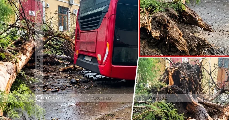 Дерево упало на автобус в Баку ВИДЕО