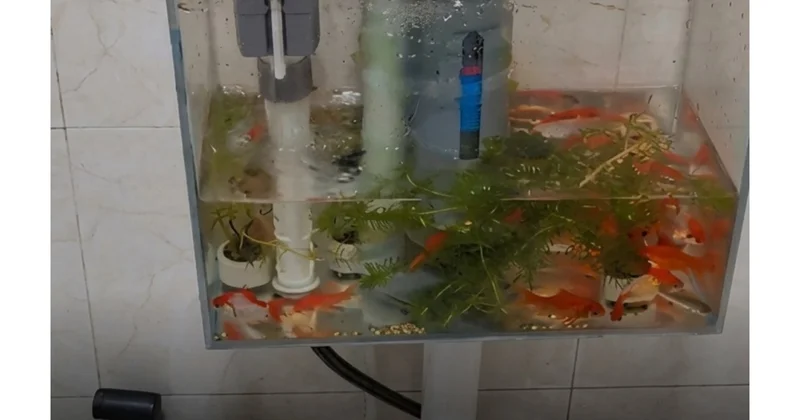 Tualet çənini akvariuma çevirdi (Video)