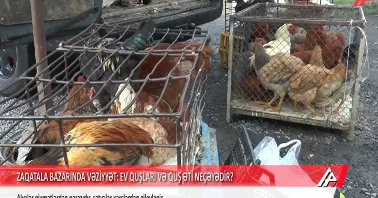 Zaqatala bazarında kənd toyuğu niyə od qiymətinədir? REPORTAJ