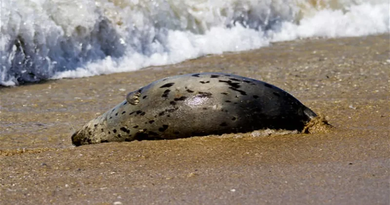 На казахстанском побережье Каспия обнаружили мертвых тюленей