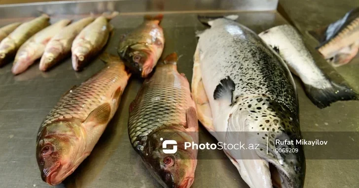 Центр рыболовства Азербайджана: дефицита рыбы на рынках нет