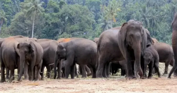 Fillərin niyə qulaqları böyükdür? Möcüzəvi mexanizm