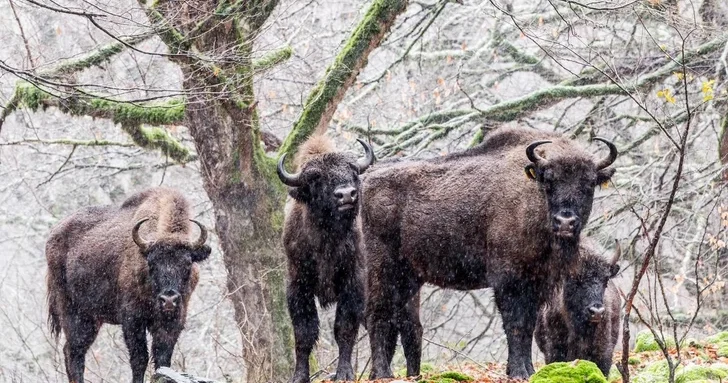 В Исмайыллинском районе организован очередной лагерь Вернем зубров в нашу природу!
