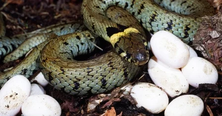 Xaricdən ilan qurbağa gətirdib: artırıb satacaq...