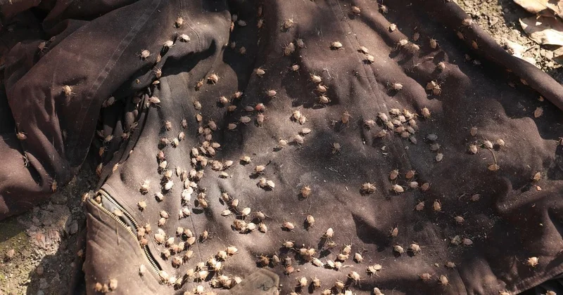 Rayonlarda qəhvəyi mərmər bağacığı ilə mübarizə davam edir FOTOLAR