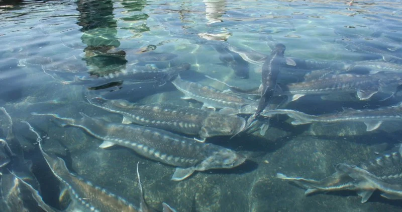 Azərbaycan Aşqabadda Xəzərin balıq ehtiyatları ilə bağlı toplantıda iştirak edəcək