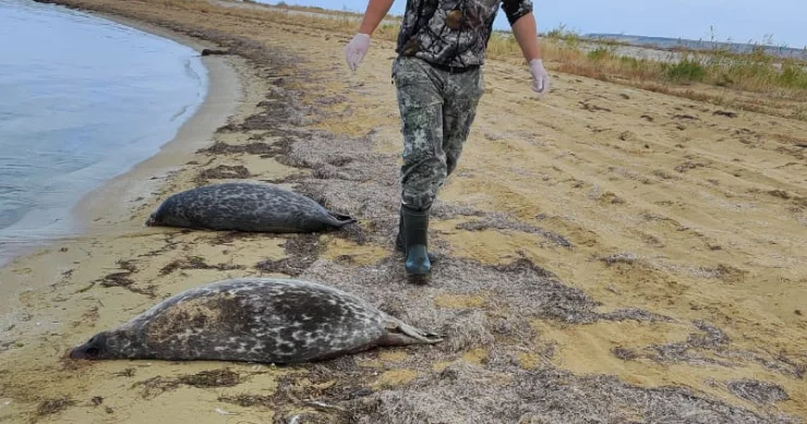 На побережье Каспия выявлены тела тюленей, запутавшихся в сетях