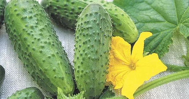 Torpaqdan zəhər və toksinləri özünə hopduran tərəvəzlər