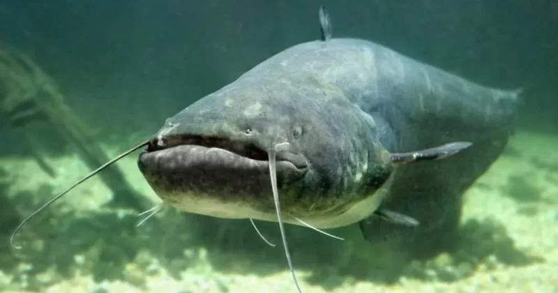 В США рыбак поймал рекордного сома, но не смог доказать свой успех ФОТО