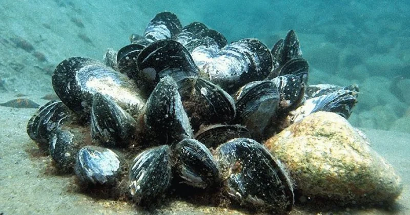 Midiyalar Yunanıstanın dəyərli dənizlərinin artan çirklənməsindən xəbər verir