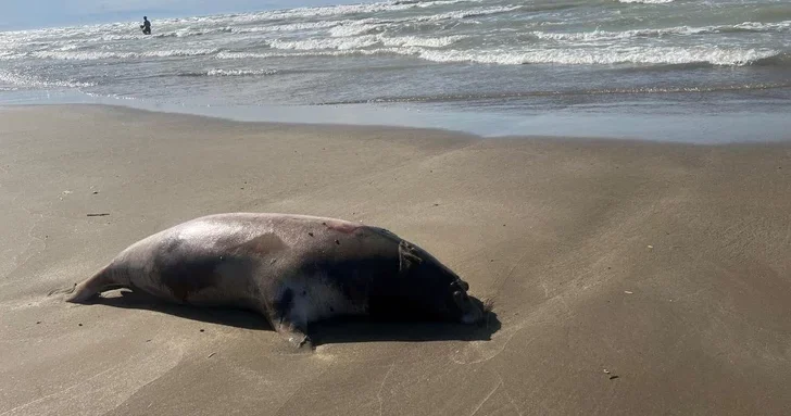 На побережье Каспия вновь нашли погибших тюленей